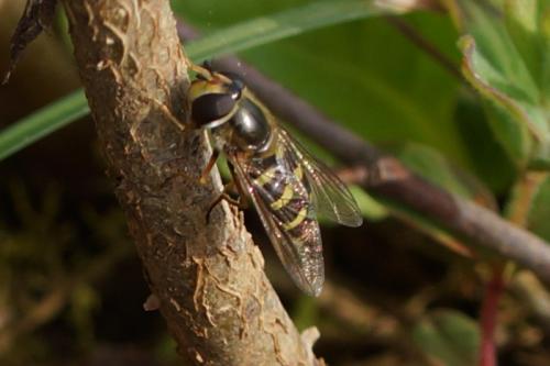 Eupeodes sp.